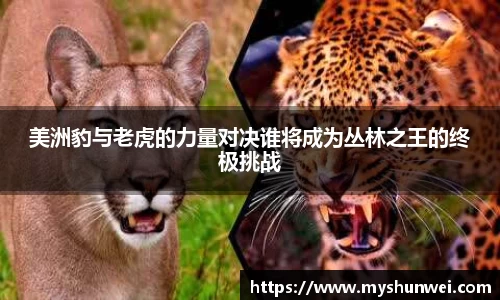 美洲豹与老虎的力量对决谁将成为丛林之王的终极挑战